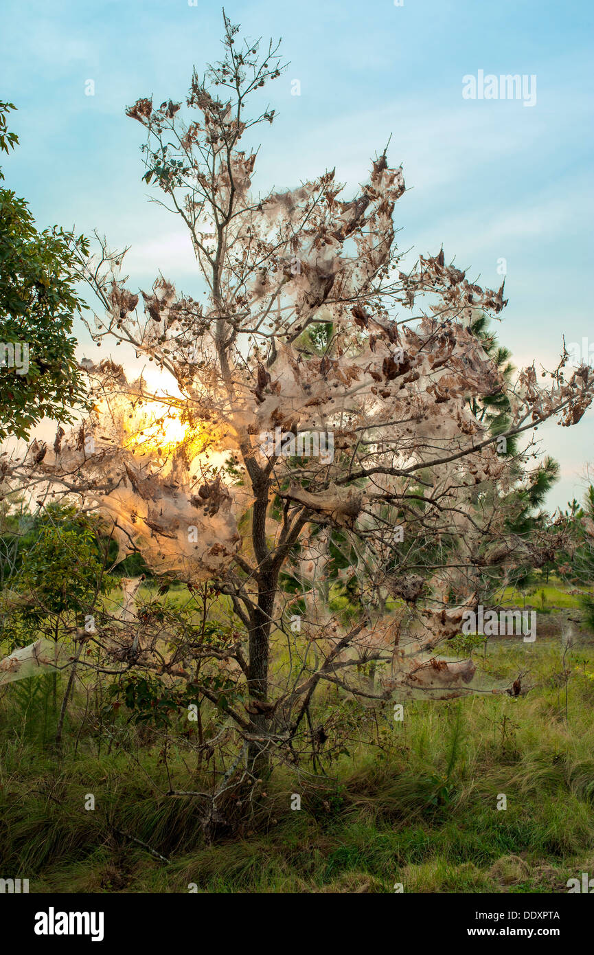 Les chenilles spongieuse photographié ici sur les branches d'un arbre dans le centre de la Caroline du Nord. Banque D'Images