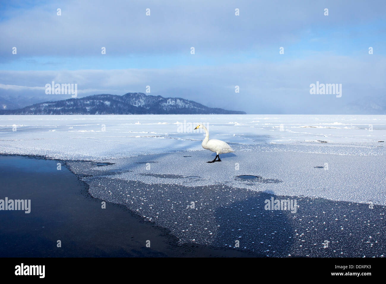 Des cygnes à Kussharo, Hokkaido Banque D'Images