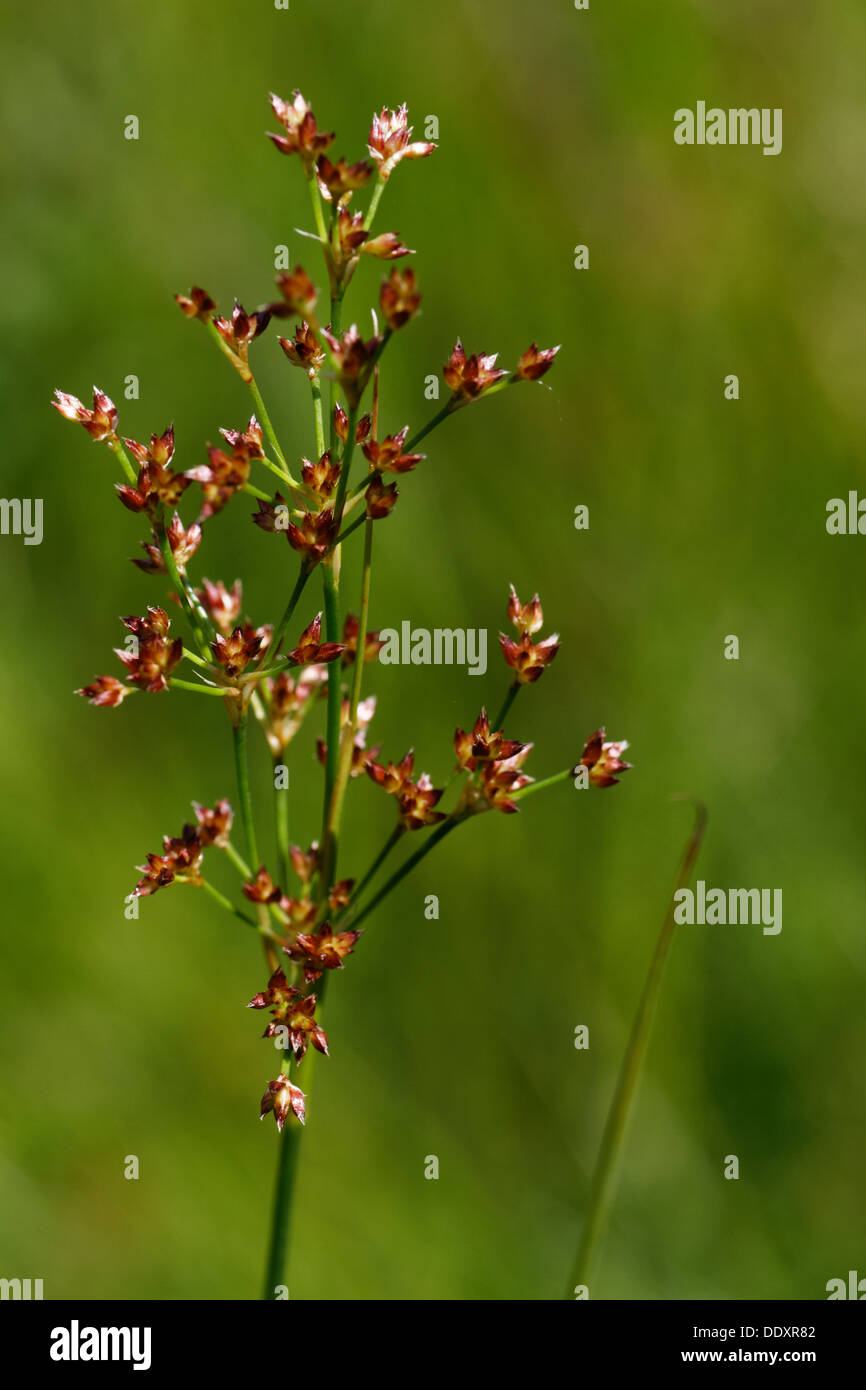 Sharp-flowered Rush, Juncus acutiflorus, inflorescence, Alpes, France Banque D'Images