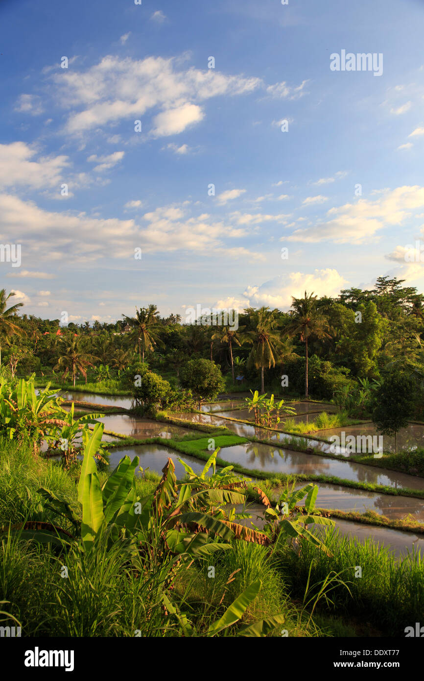 L'INDONÉSIE, Bali, Tirta Gangga, rizières en terrasses Banque D'Images