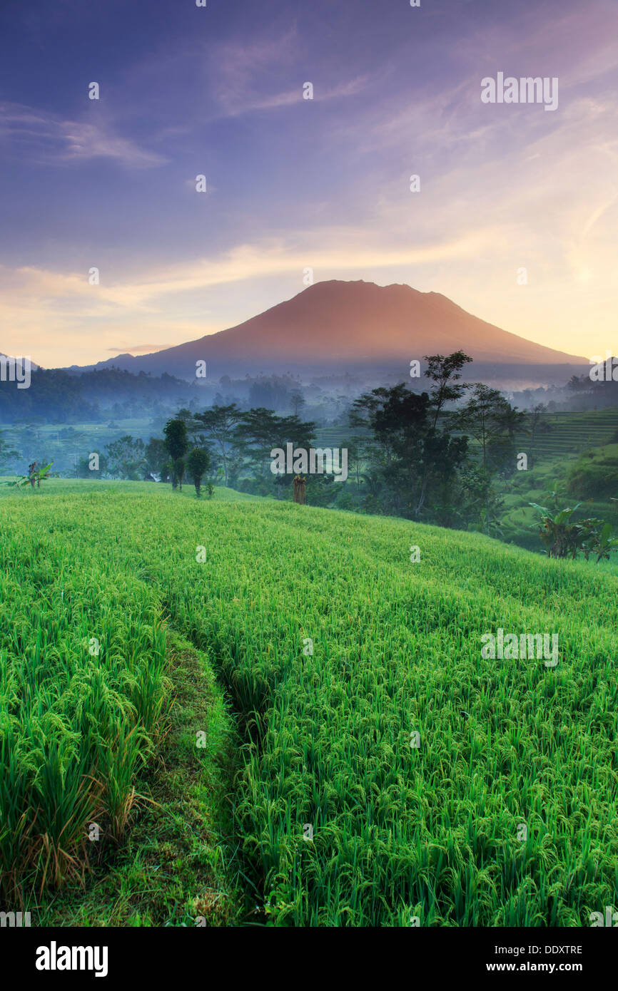L'INDONÉSIE, Bali, la vallée de Sidemen, Iseh, les rizières et le volcan  Gunung Agung Photo Stock - Alamy
