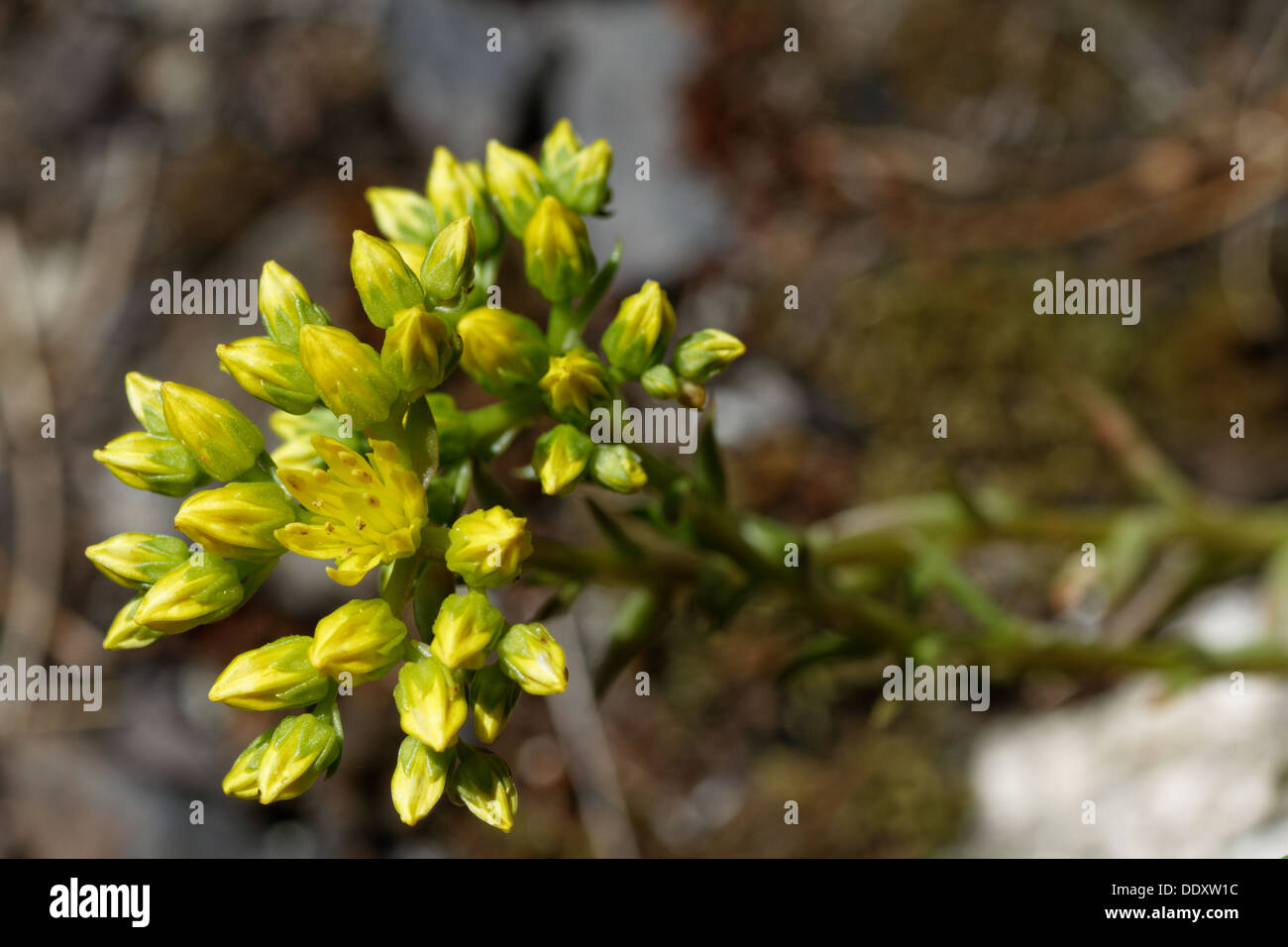 Orpin réfléchi, pierre orpine, Crooked, Sedum reflexum orpin jaune Banque D'Images