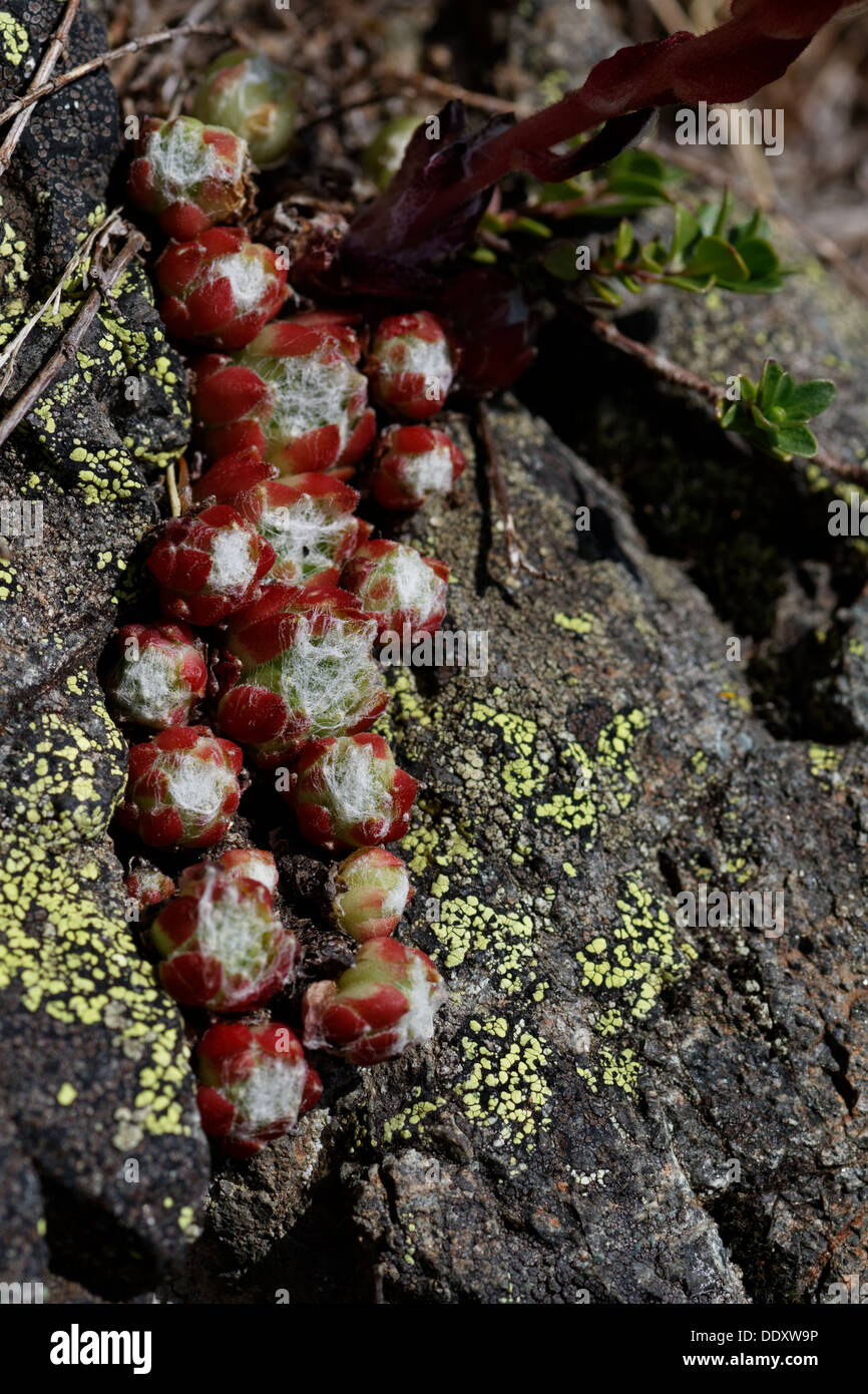 Cobweb houseleek Sempervivum arachnoideum - Chamrousse, Alpes Banque D'Images