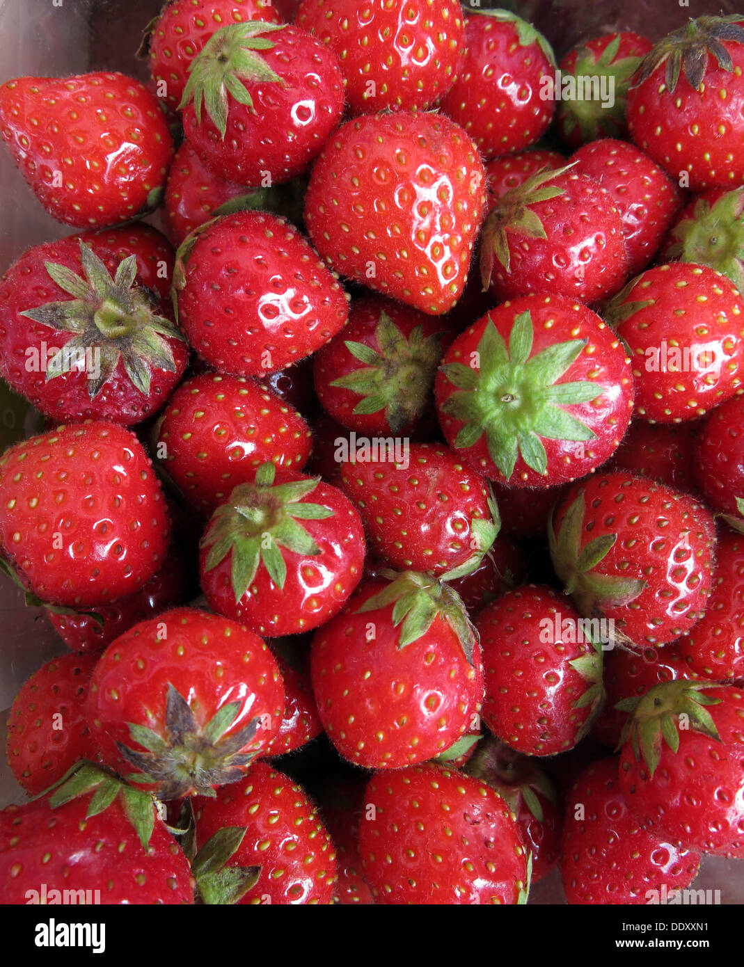 Un tas de fraises d'automne bio rouge mûre Banque D'Images
