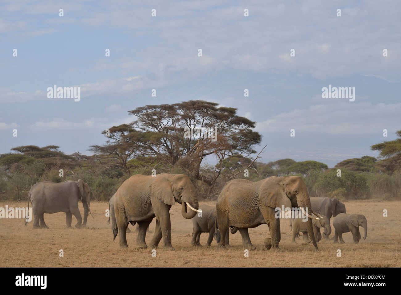 Troupeau d'Éléphants Bush africain (Loxodonta africana) Banque D'Images