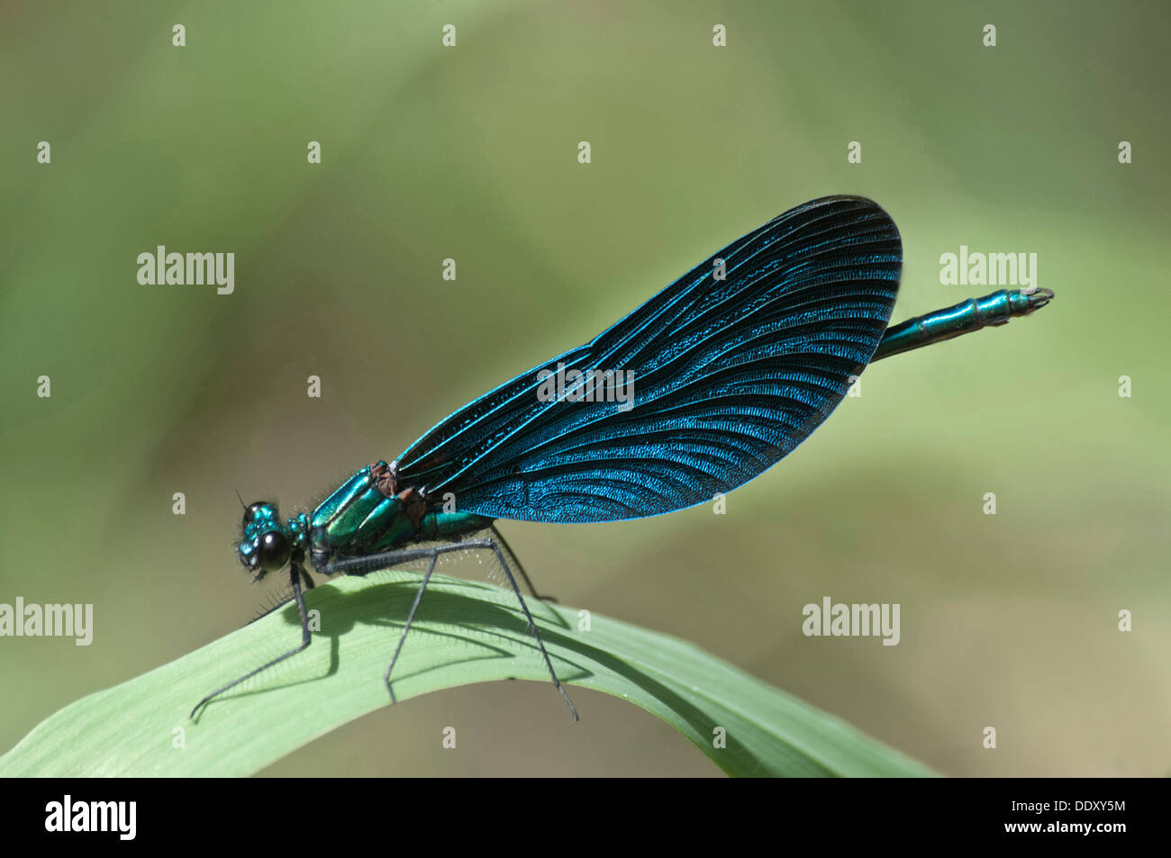 Belle Demoiselle à ailes bleues (Calopteryx virgo) Banque D'Images