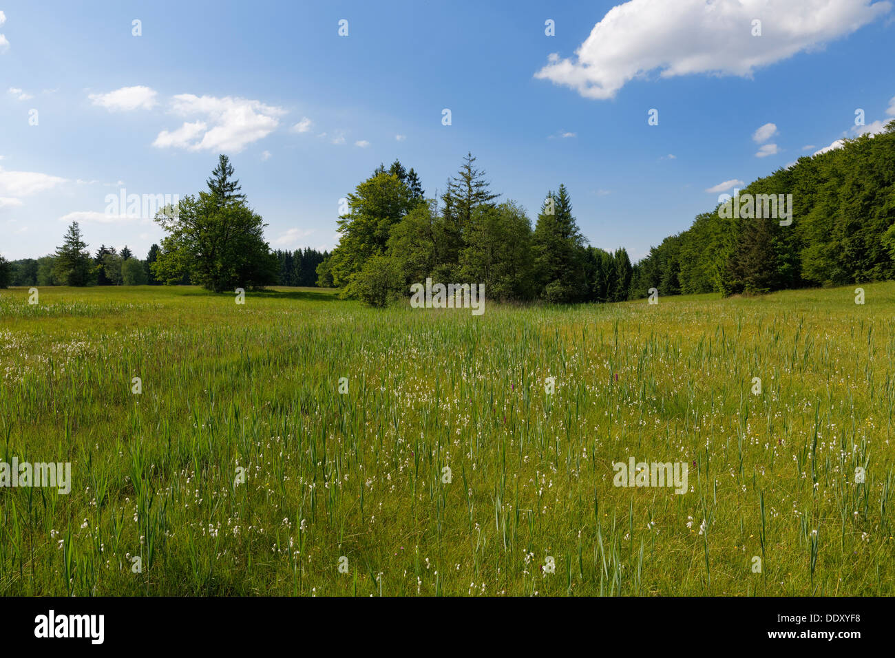 L'herbe de prairie humide avec du coton (Eriophorum sp.) Banque D'Images