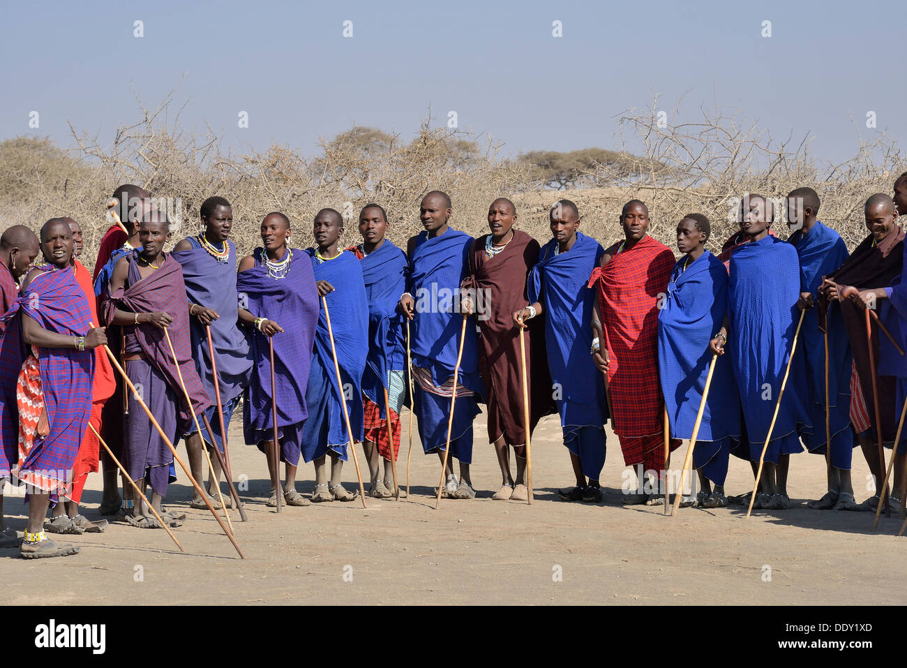 Les hommes masaï dancing Banque D'Images
