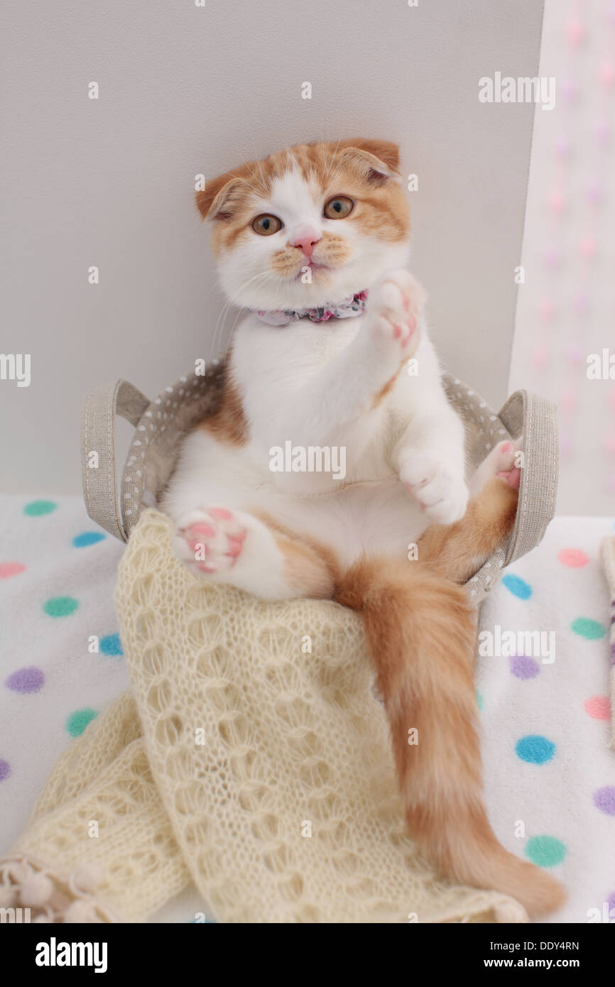 Scottish Fold Banque D'Images