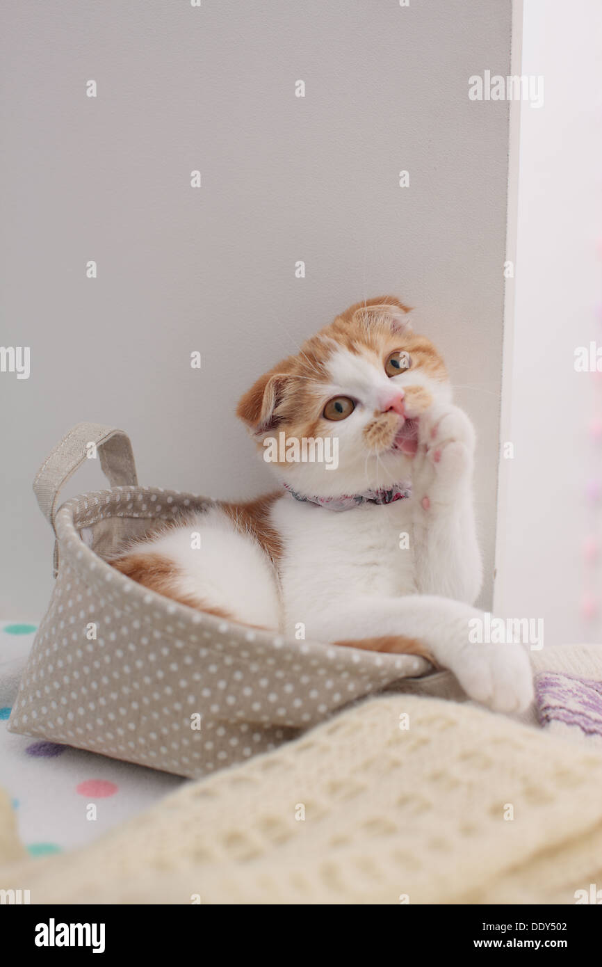 Scottish Fold Banque D'Images