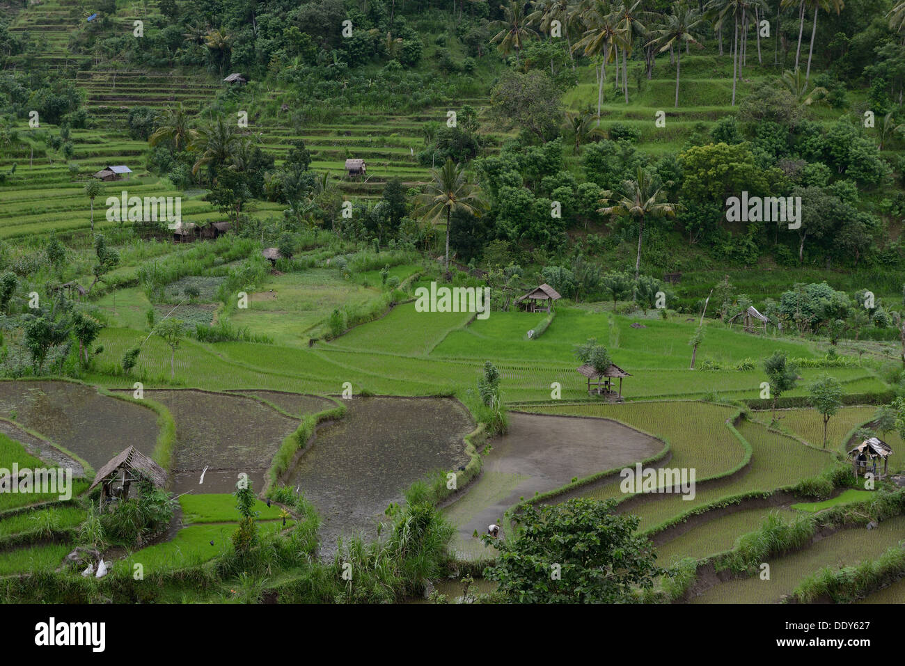 L'Indonésie, l'île de Bali, les paysans l'ensemencement en champ de riz dans la région de l'Est près de Amiapura Banque D'Images