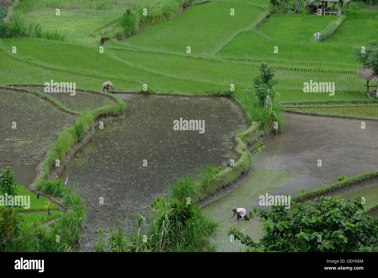 L'Indonésie, l'île de Bali, les paysans l'ensemencement en champ de riz près de Amiapura dans la région de l'Est Banque D'Images