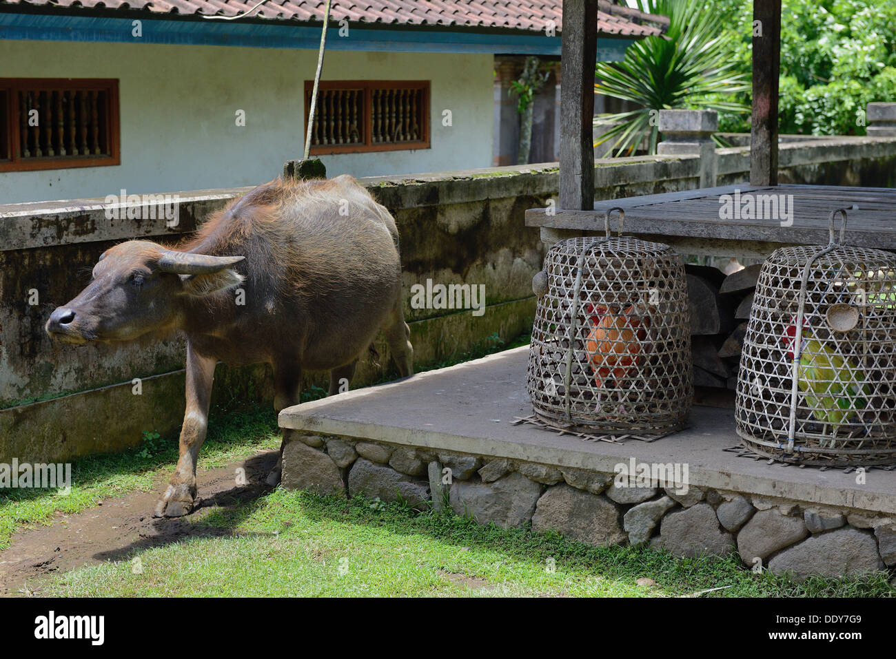 L'Indonésie, l'île de Bali, Tenganan, buffalo randonnée libre dans le village Banque D'Images