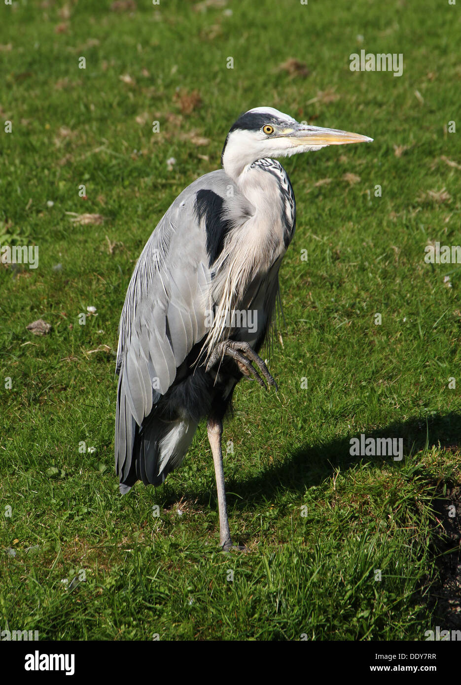 Close-up détaillé d'un héron cendré (Ardea cinerea) pêcher le long de la berge Banque D'Images