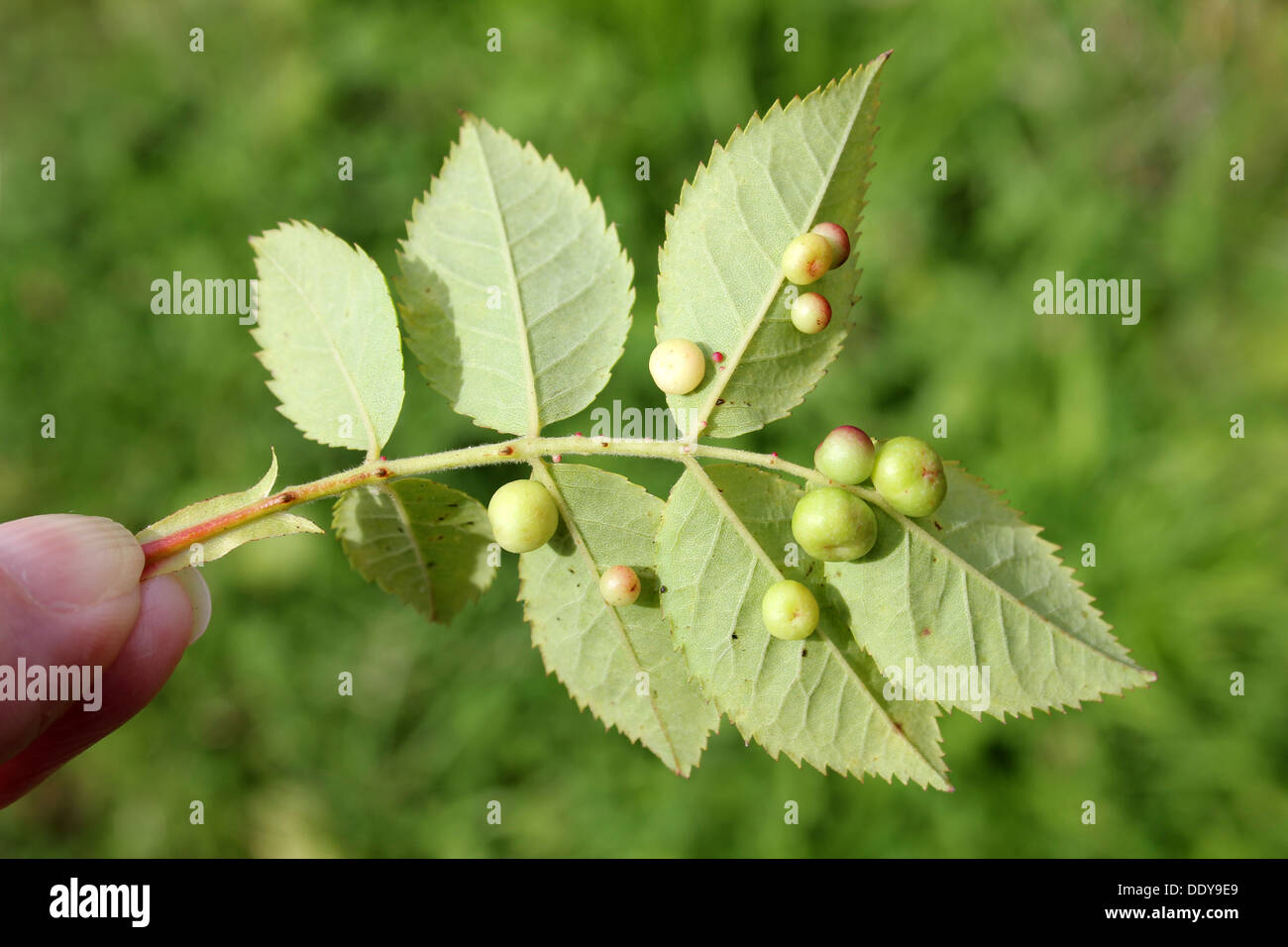 Pois lisse des galles sur Dog Rose rosa canina laisse causé par Wasp Cynips Diplolepis mentale Banque D'Images