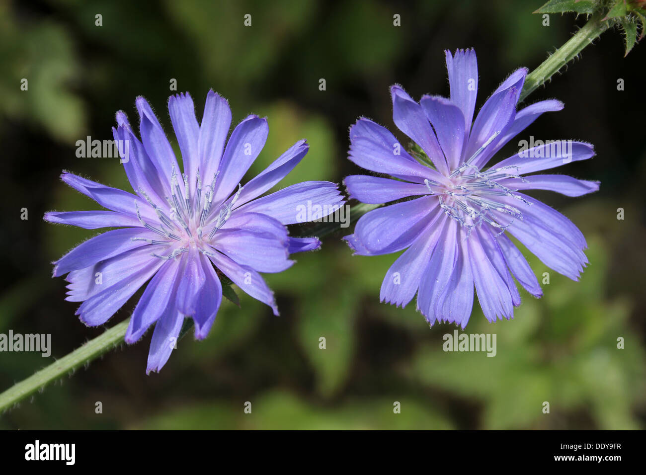 La chicorée Cichorium intybus Banque D'Images