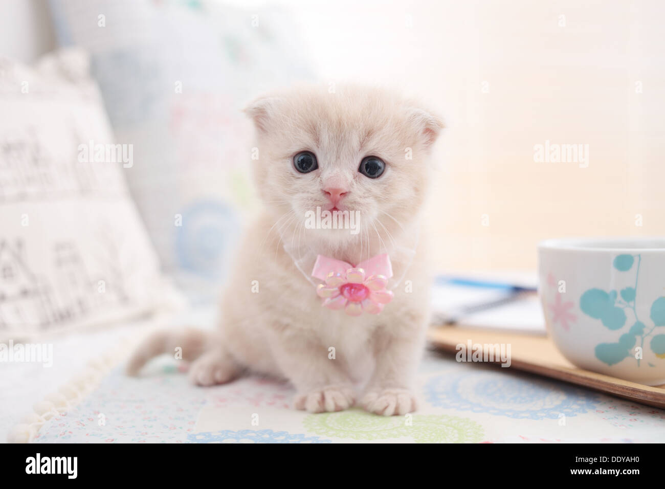 Scottish Fold Banque D'Images