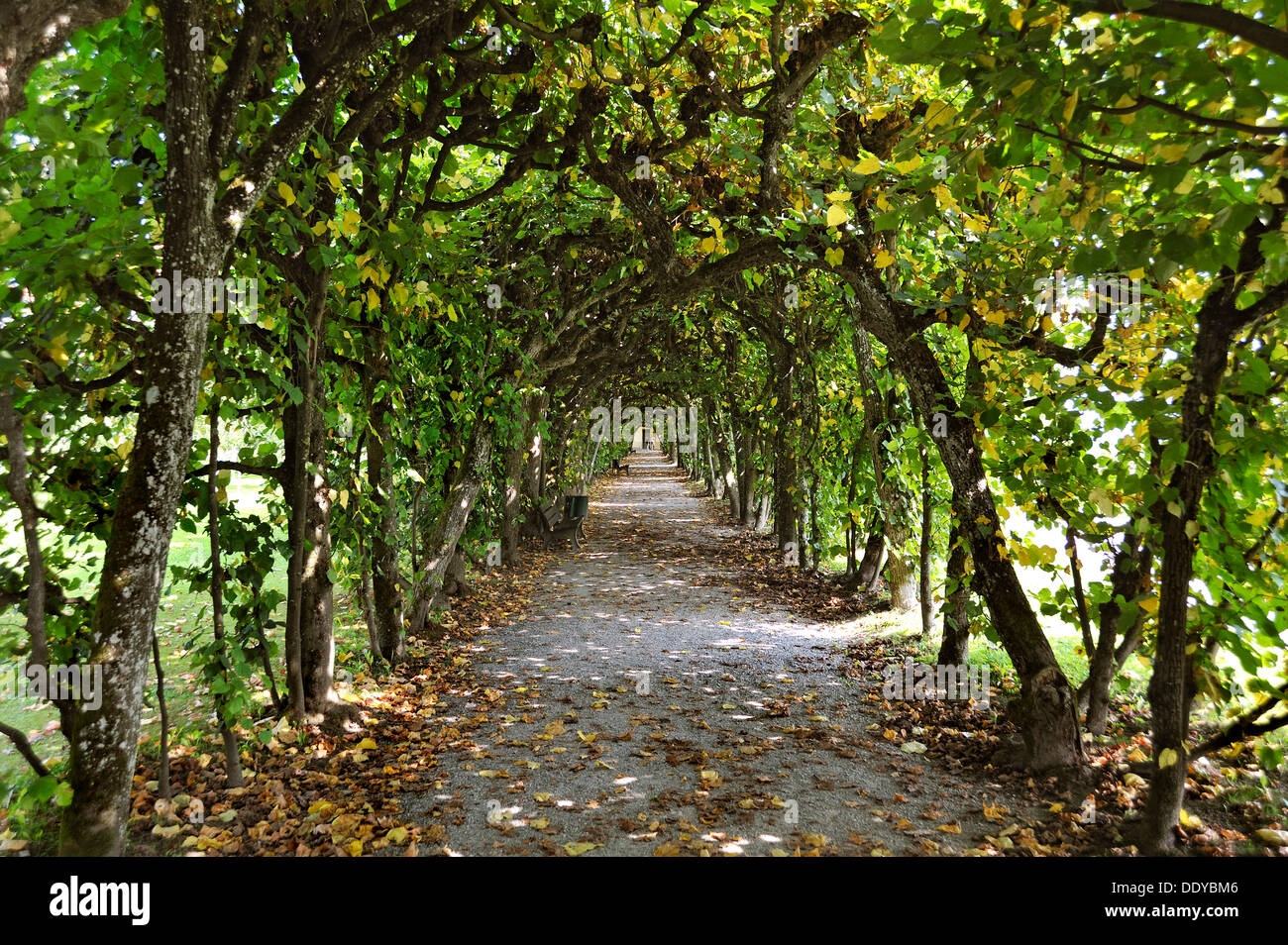 Le feuillage des arbres dans la cour jardin de Dachau Palace, Dachau, Bavière Banque D'Images