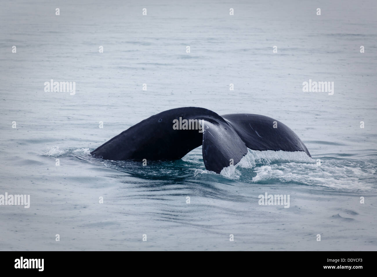 Fluke ou queue de baleine à bosse mettant fin à la brèche Banque D'Images