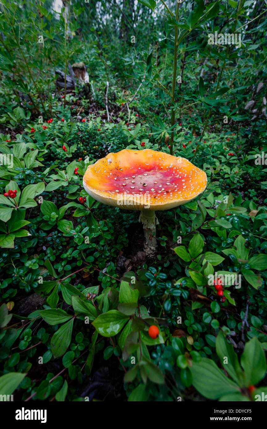 Champignon géant coloré dans la forêt Banque D'Images