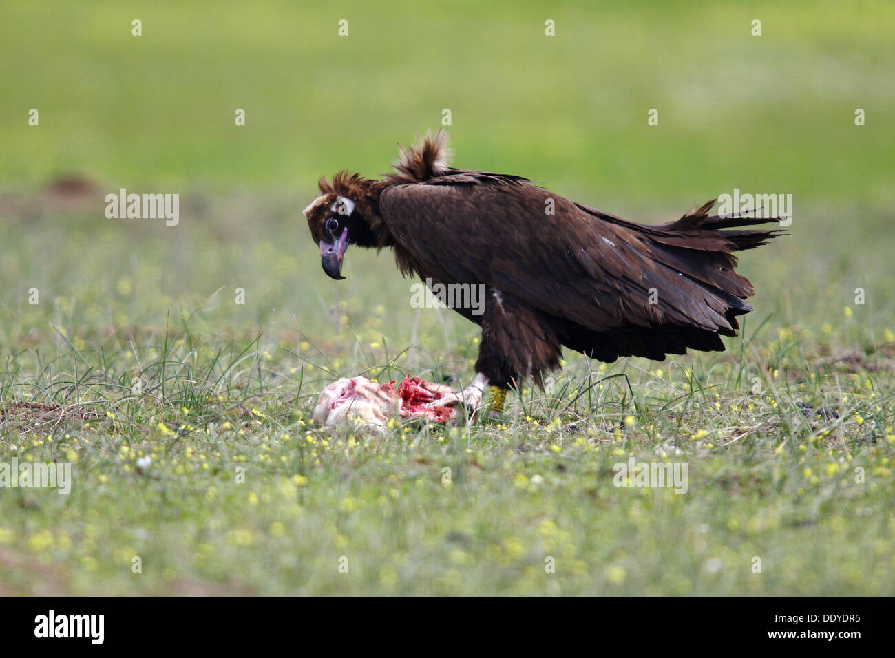 Black eurasien (Coprinus monachus) carcasse de l'alimentation, l'agneau mort, Estrémadure, Espagne, Europe Banque D'Images