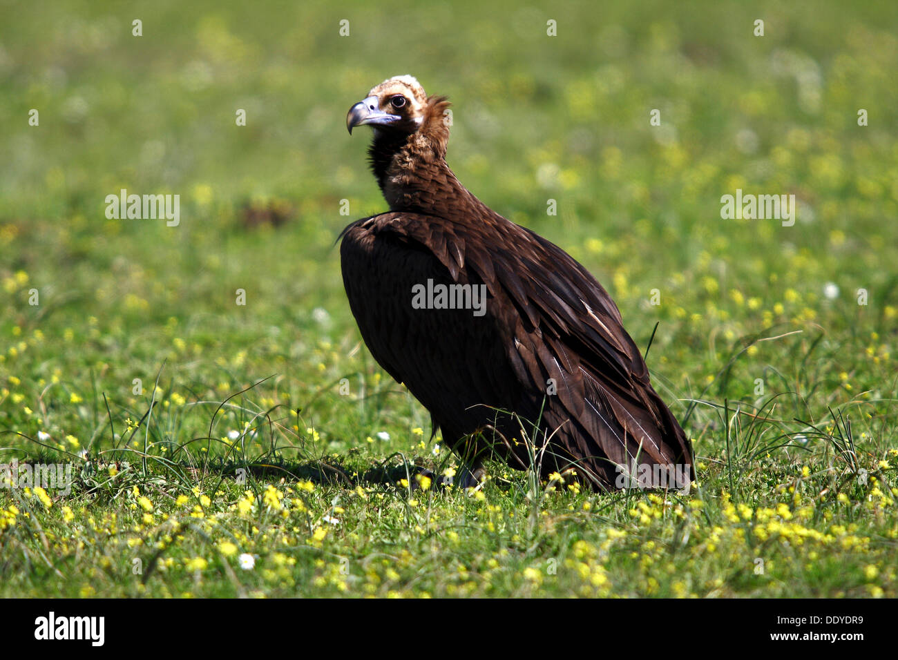 Black eurasien (Coprinus monachus) sitting on meadow, Estrémadure, Espagne, Europe Banque D'Images