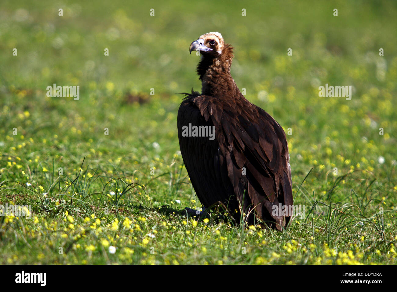 Black eurasien (Coprinus monachus) sitting on meadow, Estrémadure, Espagne, Europe Banque D'Images