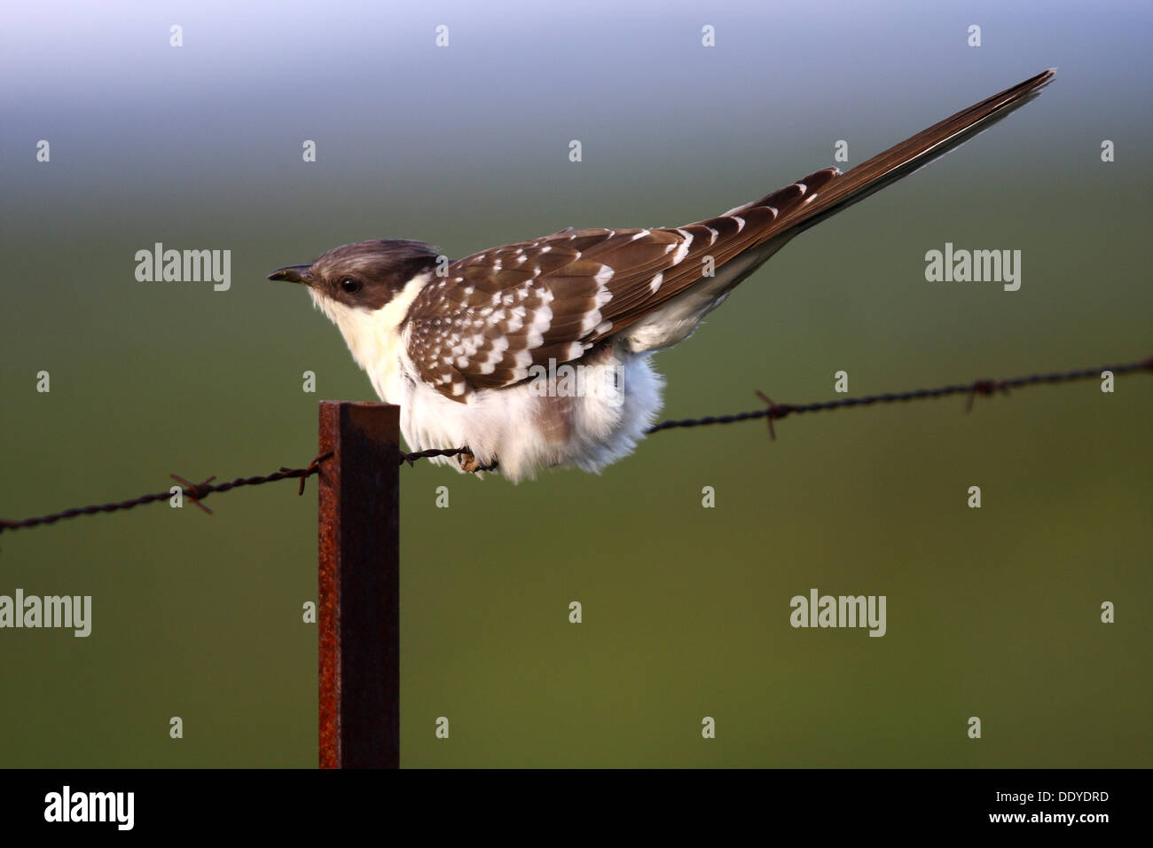 Great Spotted Cuckoo (Clamator glandarius) assis sur la clôture de barbelés rouillés, Estrémadure, Espagne, Europe Banque D'Images