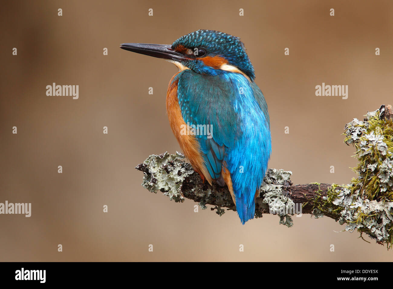 Kingfisher (Alcedo atthis), homme, perché sur une branche Banque D'Images