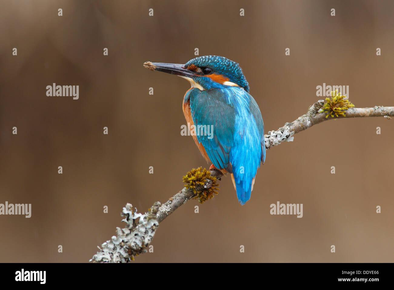 Kingfisher (Alcedo atthis), homme, se reposant après creuser la grotte de reproduction Banque D'Images