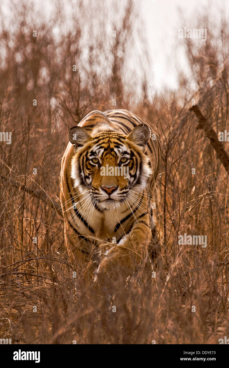 Tigre d'alerte (Panthera tigris) harcèlement sur dans les herbes sèches de la forêt décidue sèche de la Réserve de tigres de Ranthambore, en Inde Banque D'Images