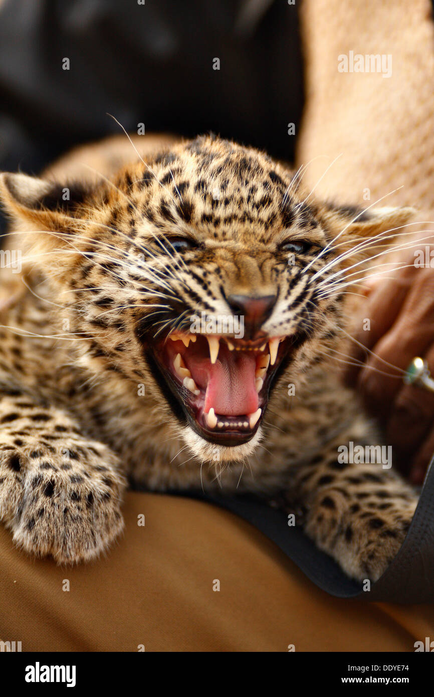 Leopard (Panthera pardus) cub dans la Réserve de tigres de Ranthambore dans l'état indien du Rajasthan, Inde Banque D'Images