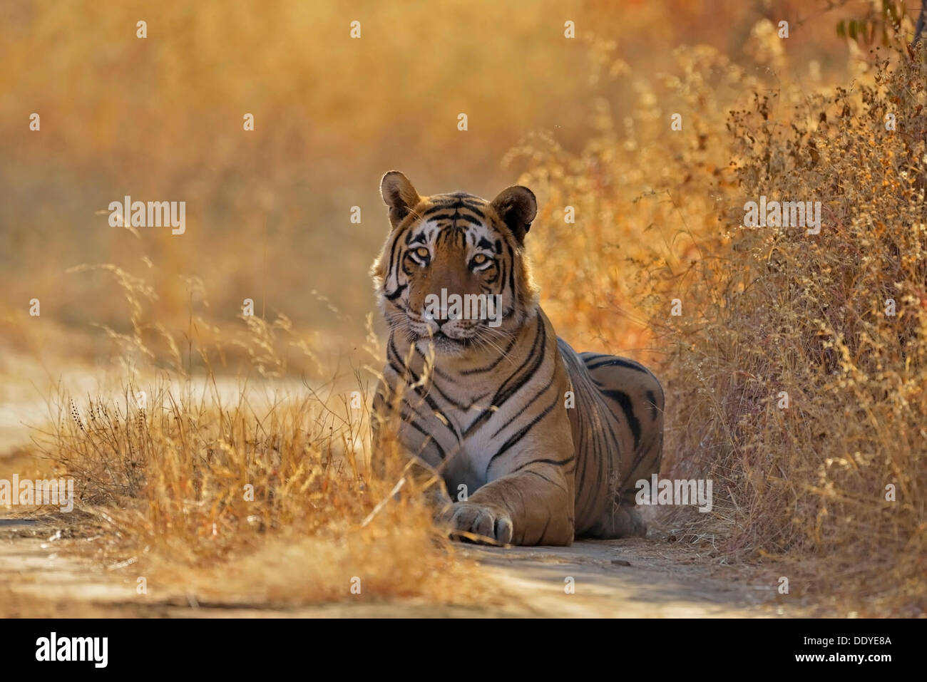 Tigre (Panthera tigris) est posé sur une piste en forêt Banque D'Images