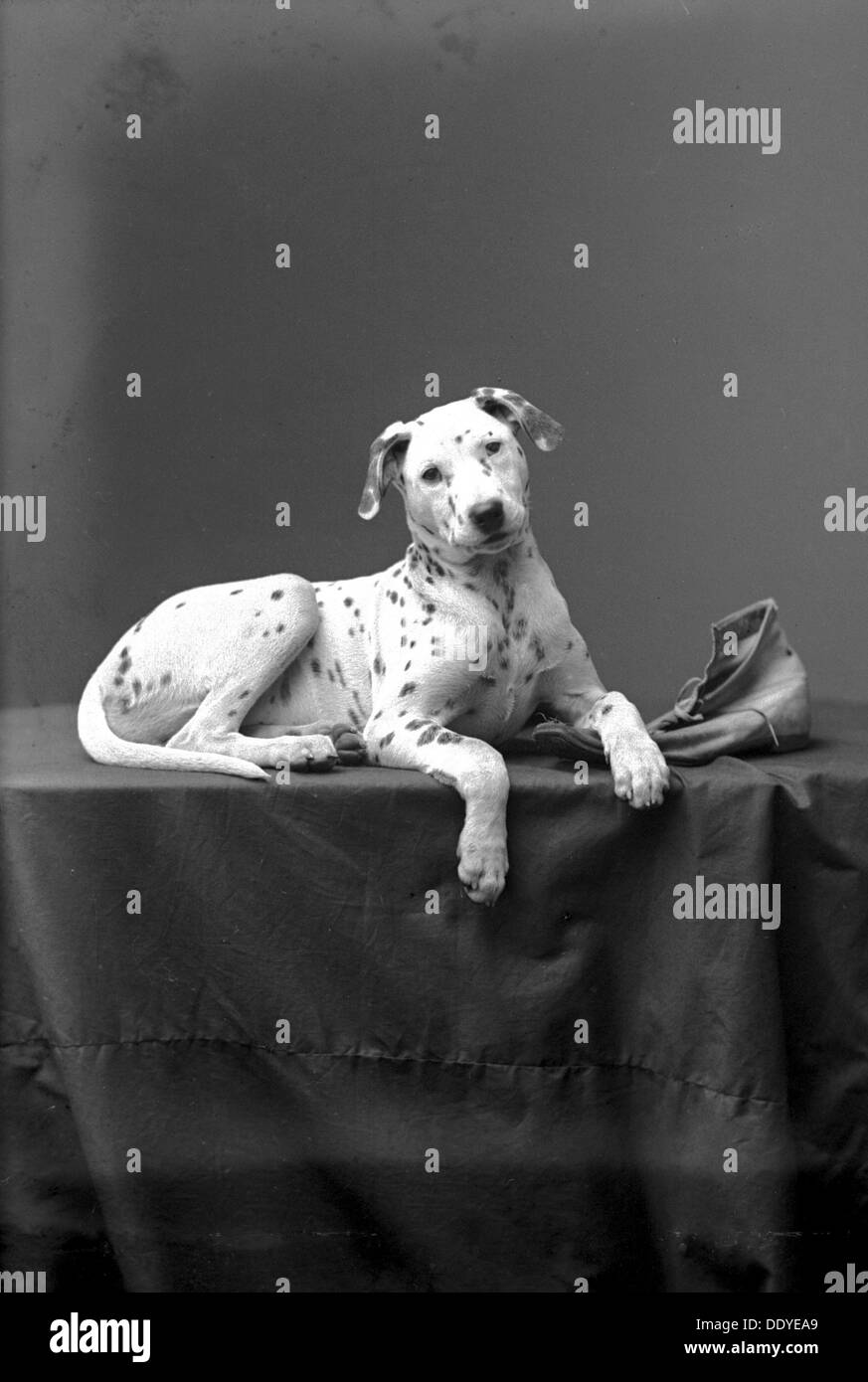 Posant un dalmatien, Landskrona, Suède, 1910. Artiste : Inconnu Banque D'Images