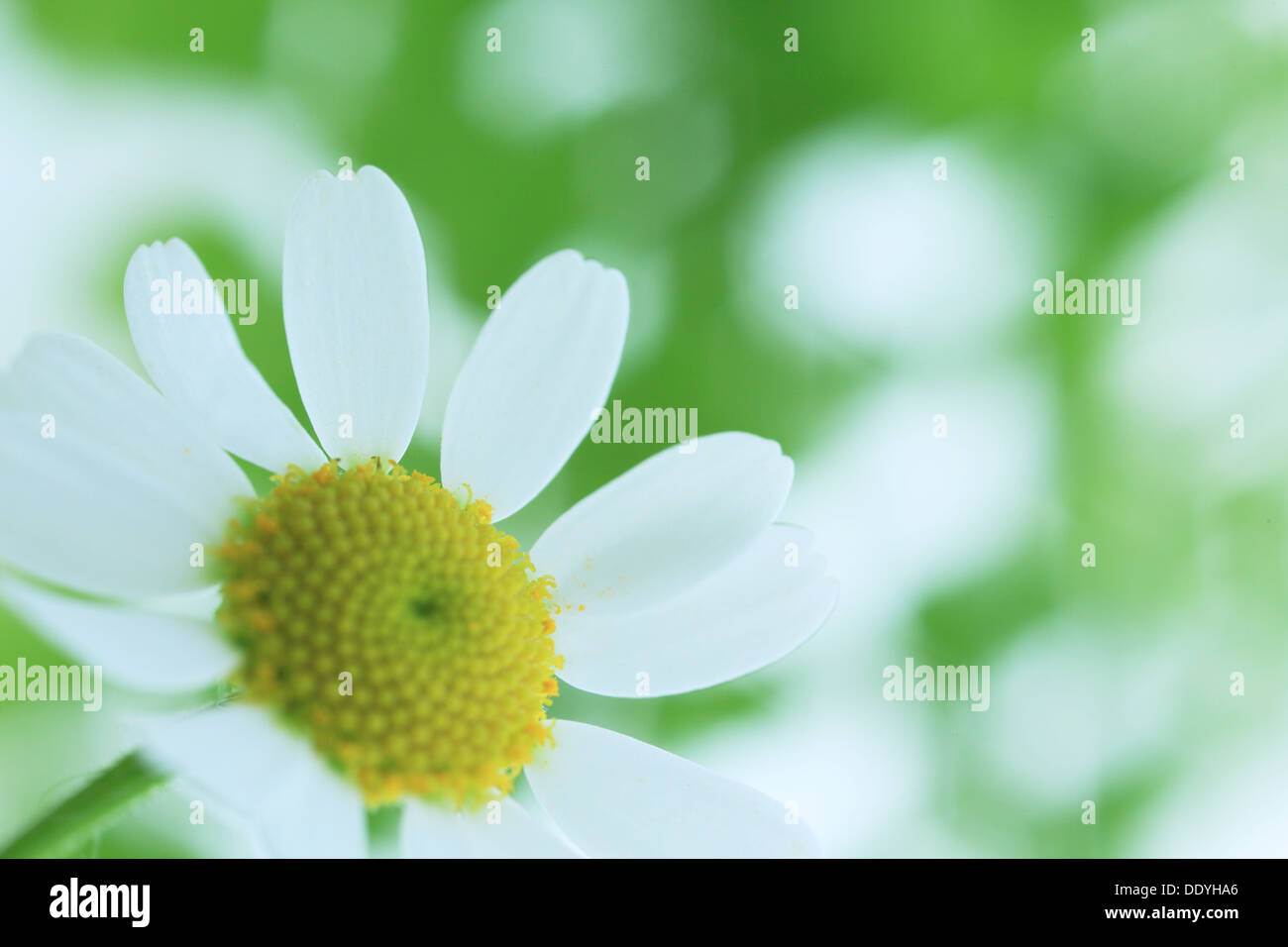 Daisy de la pelouse Banque D'Images