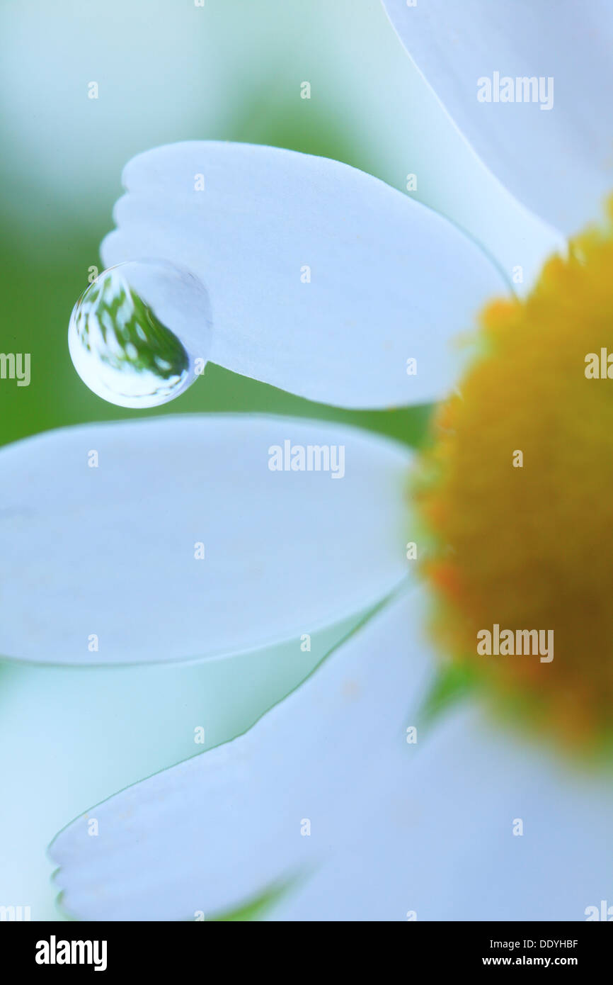 Des gouttelettes d'eau sur la pelouse daisy Banque D'Images