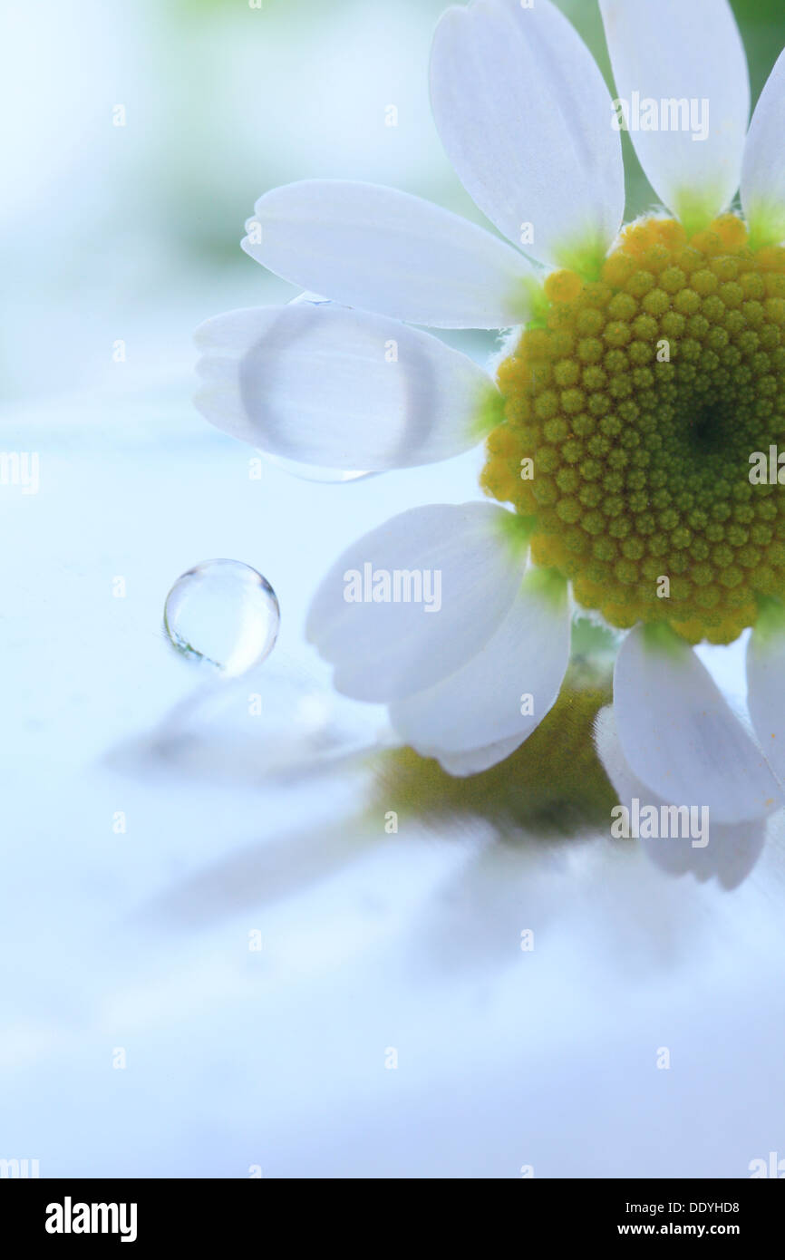 Des gouttelettes d'eau et pelouse daisy Banque D'Images