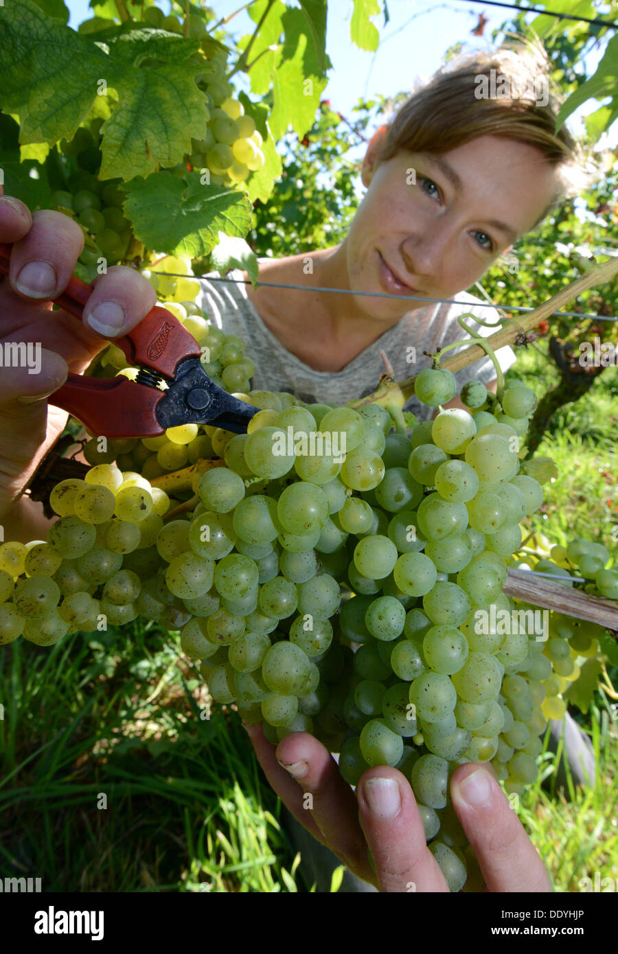 Hohberg-Diersburg, Allemagne. 09 août, 2013. Nicole vigneron Roser les raisins de la récolte cépage Mueller-Thurgau dans un vignoble dans la région de l'Ortenau dans Hohberg-Diersburg, Allemagne, 09 septembre 2013. Photo : PATRICK SEEGER/dpa/Alamy Live News Banque D'Images