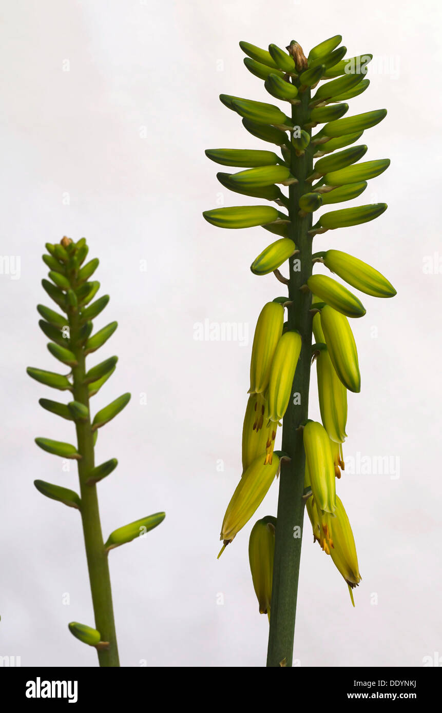 L'Aloès (Aloe vera) fleurs, Schwaz, Tyrol, Autriche, Europe Banque D'Images