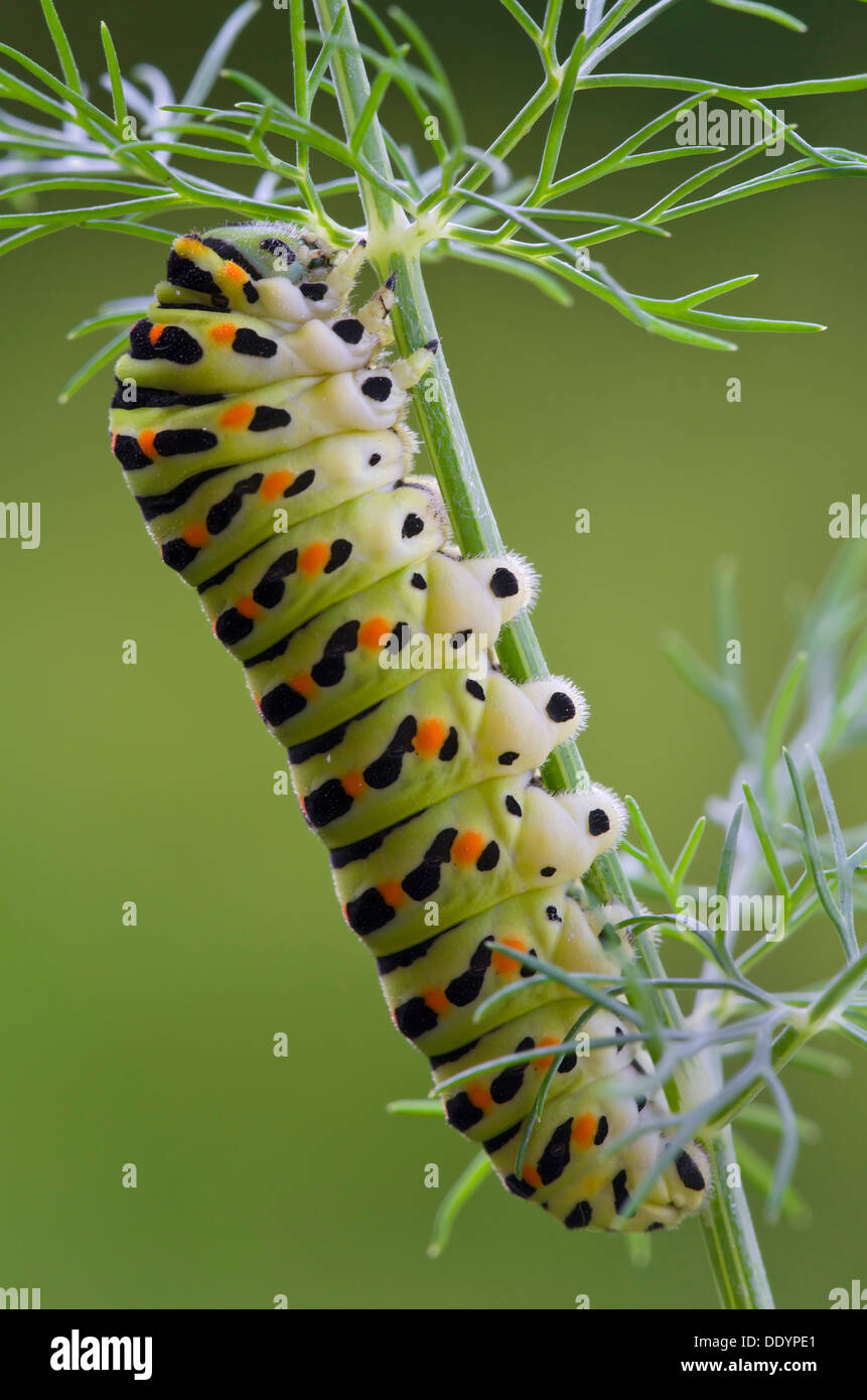 Ancien monde Papilio machaon), Caterpillar, Schwaz, Tyrol, Autriche, Europe Banque D'Images