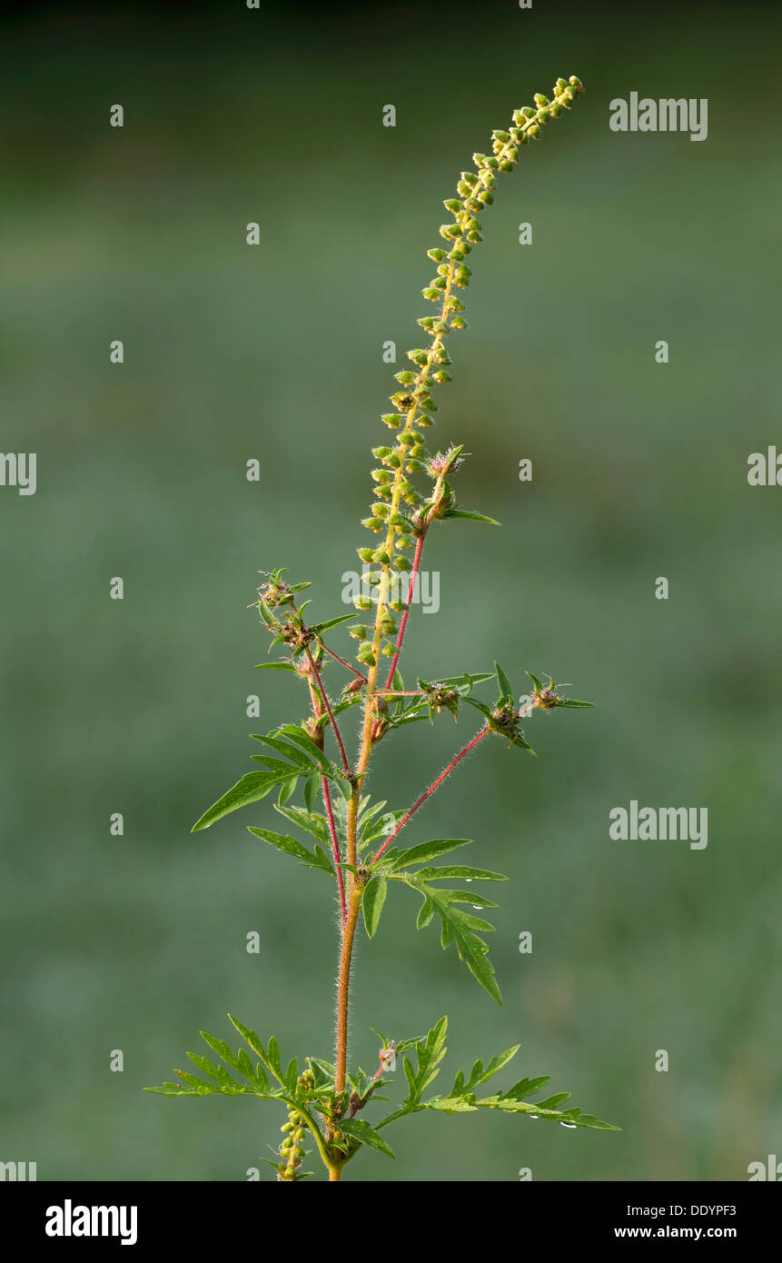 La petite herbe à poux (Ambrosia artemisiifolia) Banque D'Images