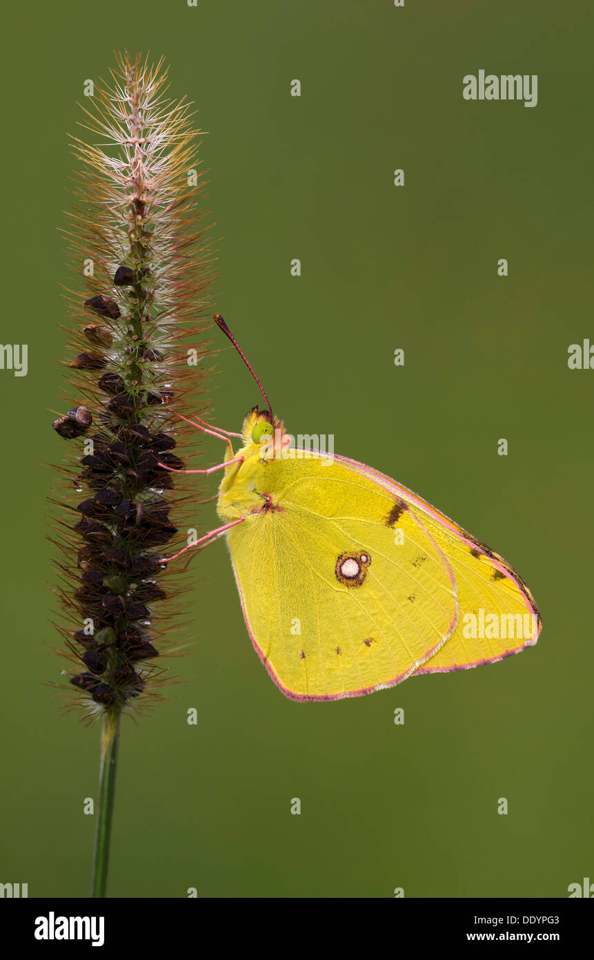 Jaune pâle brouillé (Colias hyale) Banque D'Images