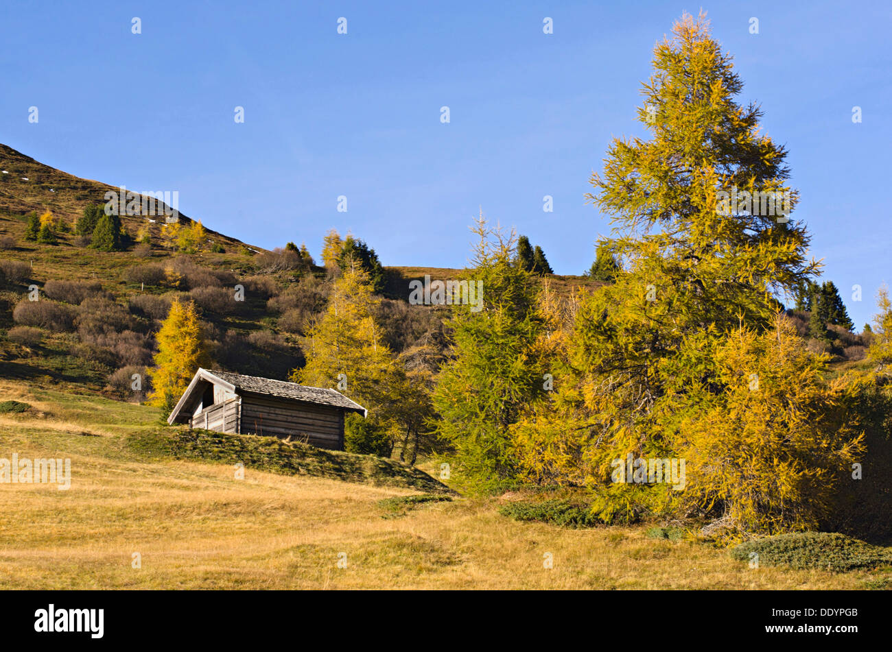 Grange à foin et le mélèze (Larix decidua) arbres en automne Banque D'Images