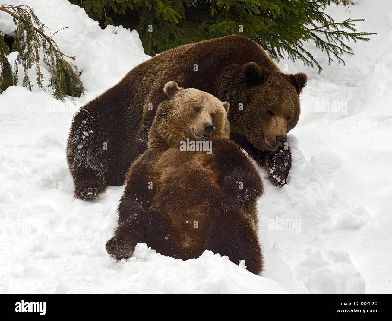 Les ours bruns d'Europe (Ursus arctos) couché dans la neige Banque D'Images