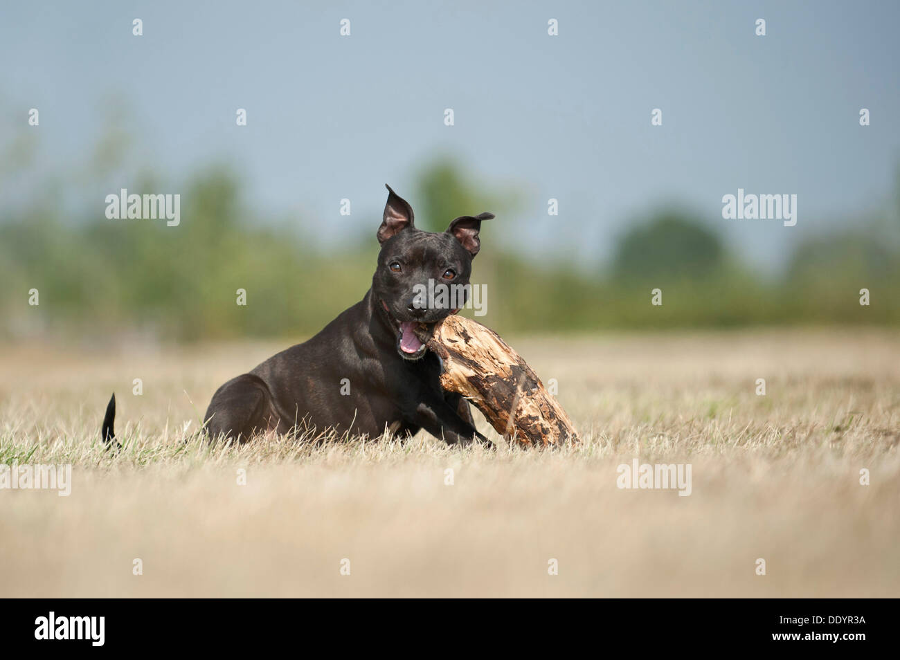 English Staffordshire Bull Terrier de mâcher un bâton Banque D'Images