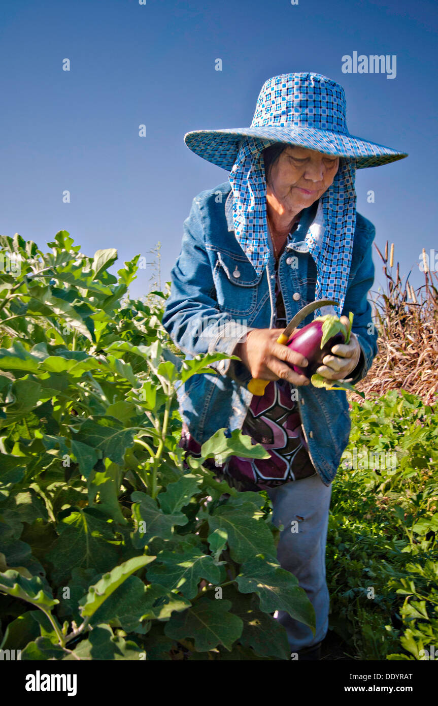 Les jeunes peuvent Vu a Moung fermier moissonne l'aubergine sur sa ferme Mays Fleurs 29 août 2013 à Sanger (Californie). Banque D'Images
