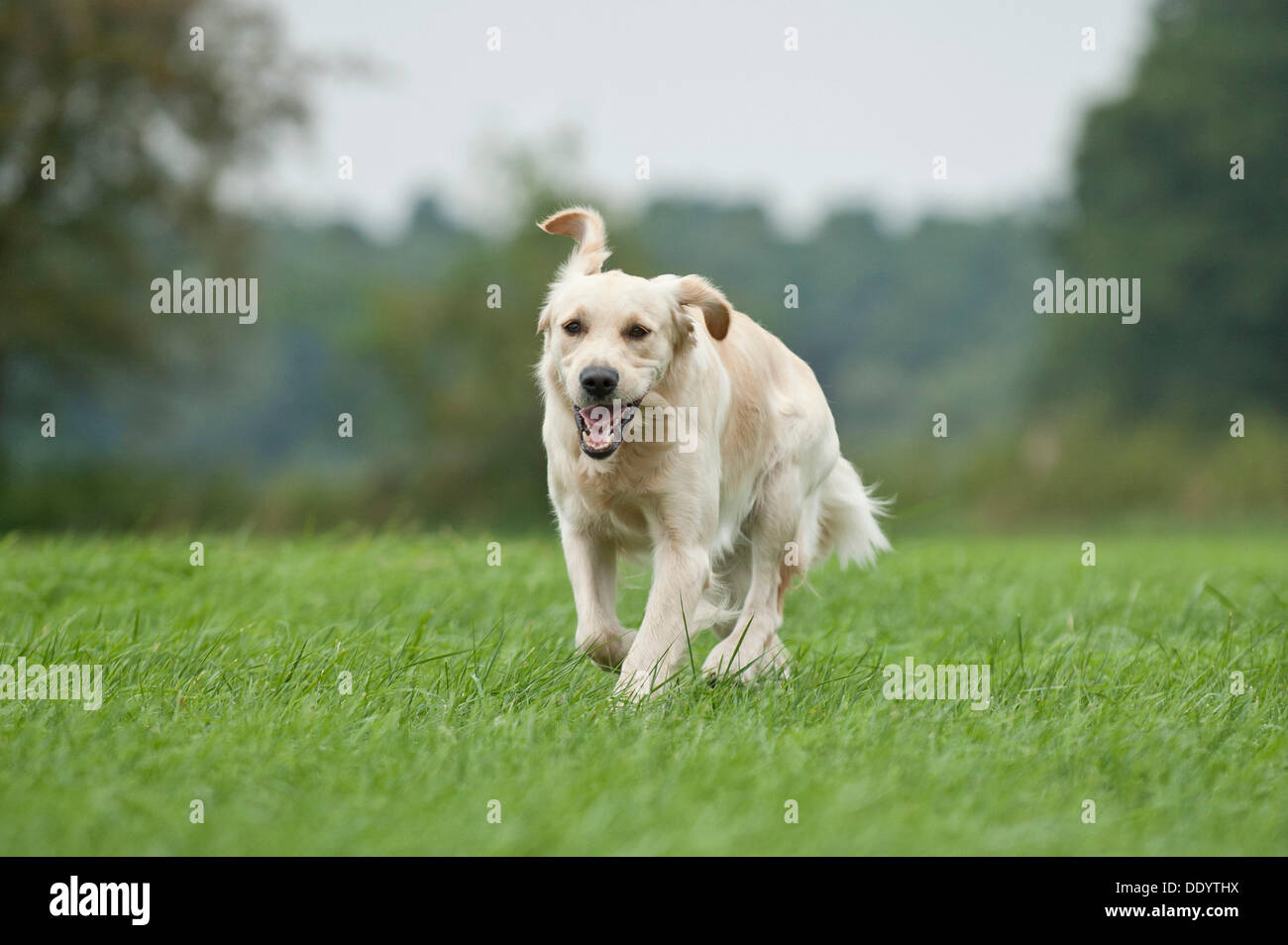 Golden Retriever à travers un pré Banque D'Images