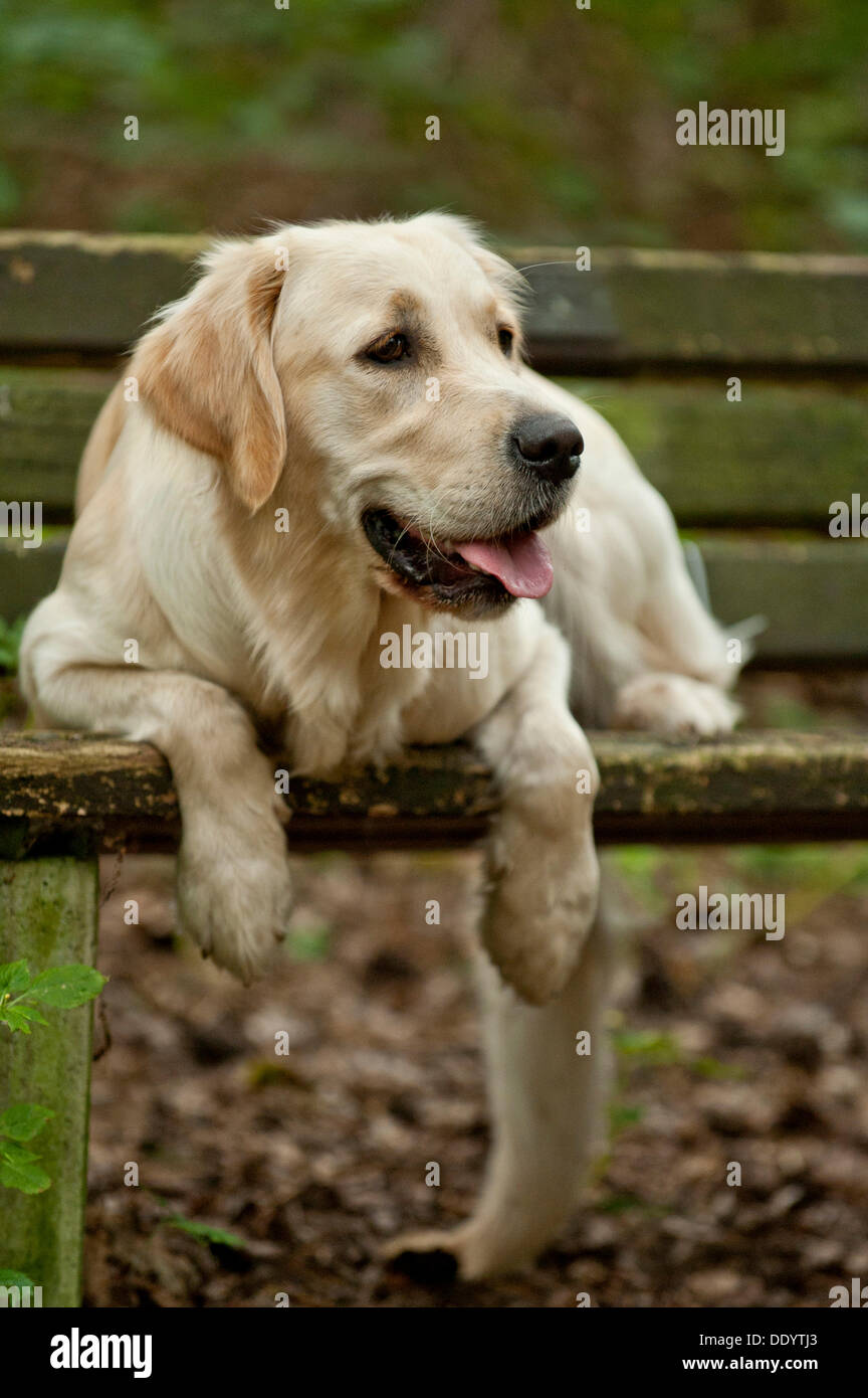 Golden Retriever couché sur un banc Banque D'Images