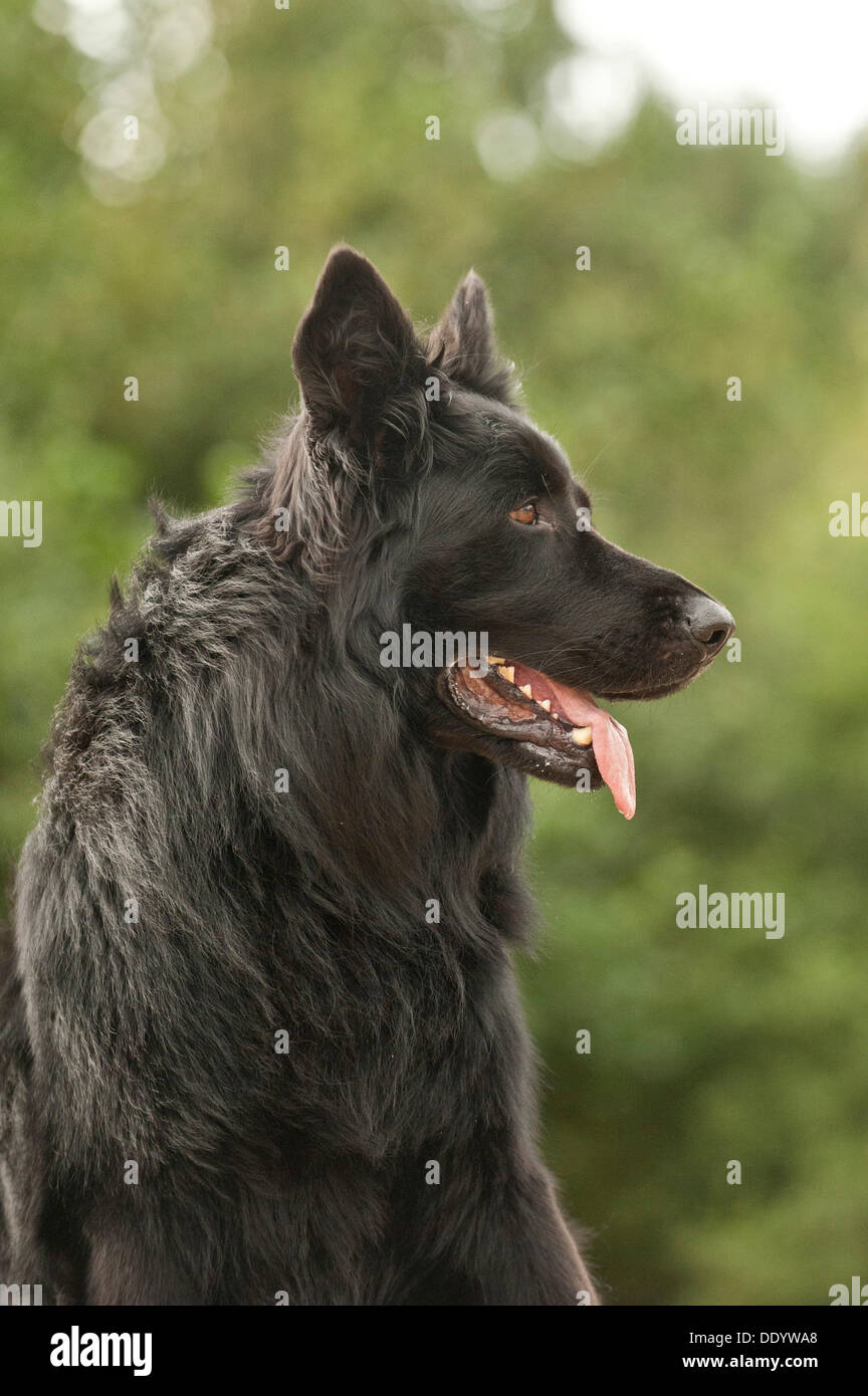 Berger Allemand, Portrait Banque D'Images