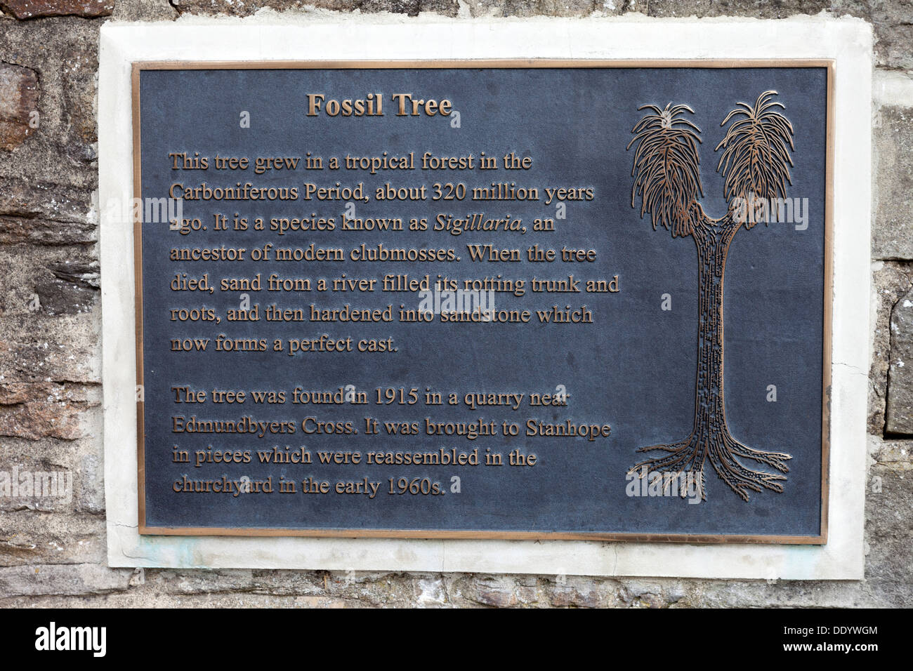 Panneau pour l'Arbre fossile (Sigillarai espèces) dans le village de Stanhope Weardale County Durham UK Banque D'Images